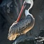 Galapagos - Brown Pelican