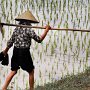 Vietnam - Rice farmer