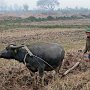 Virtnam - Farmer plowing field