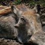 Tanzania Ngorngoro crater Warthog
