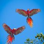 Costa Rica Scarlet Macaws