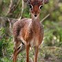 Tanzania Ngoronoro Crater Dik Dik
