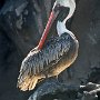 Galapagos Ecuador Brown pelican