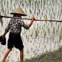 Vietnam - Rice farmer